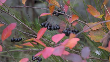 harvesting-black-chokeberry,-fresh-from-shrub