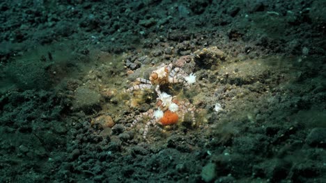 Two-Boxer-Crabs-with-Anemones-attached-to-their-claws-guarding-a-mass-of-eggs
