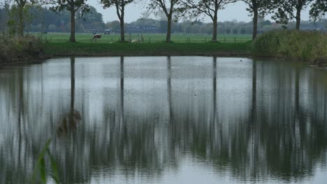 Video-Von-Einem-Teich-Auf-Bauernland
