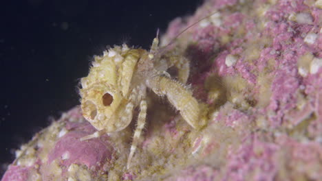 small-hermit-crab-walking-on-the-sea-floor