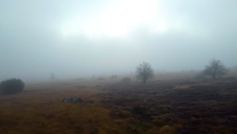 Baum-Und-Immergrün-Auf-Endloser-Wiese,-Bedeckt-Mit-Dichtem-Nebel,-Luftbild