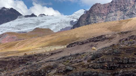 Llamas-Y-Alpacas-En-La-Cordillera-De-Los-Andes-En-Perú