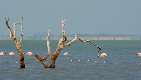 Dead-tree-emerging-on-a-salty-lake-with-feeding-flamingos