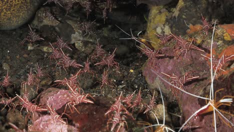 Eine-Masse-Roter-Und-Weißer-Garnelen-Läuft-In-Einer-Unterwasserhöhle-Unter-Dem-Ozean-Zusammen