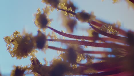 Pollen-on-abutilon-blossom-stigma-microscopical-view-focus-ramp-shallow-field-of-depth