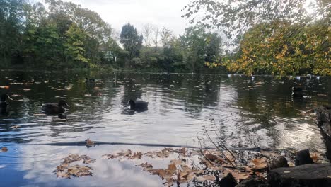 -The-resolution-is-the-cinema-4k-4096x2304--Lake-and-Ducks-in-the-Autumn-at-England-London