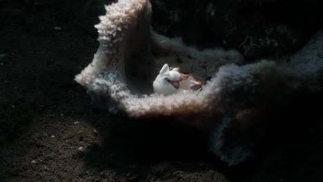Tiny-white-Frogfish-sits-inside-a-soft-coral-structure-away-from-the-ocean-current