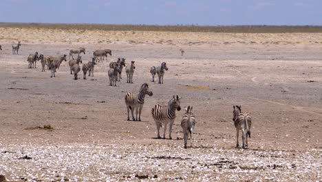 Zebras-Im-Etosha-Nationalpark