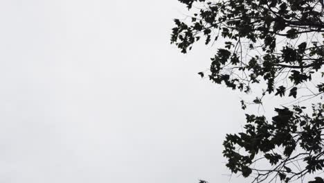 Silhouetten-Von-Blättern-An-Bäumen,-Die-Im-Wind-Wehen