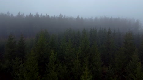 Flying-above-misty-dark-pine-tree-forest-on-foggy-day,-horror-scene