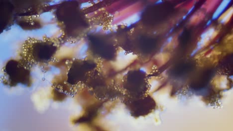 Pollen-Auf-Abutilon-Blüte-Narbe-Mikroskopische-Ansicht-Fokusrampe-Seichtes-Tiefenfeld