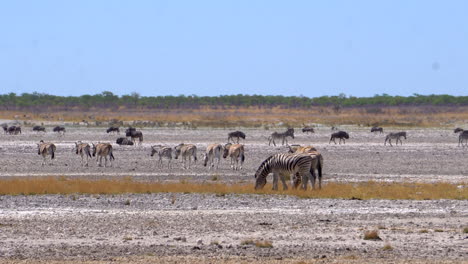 Zebras-Im-Etosha-Nationalpark