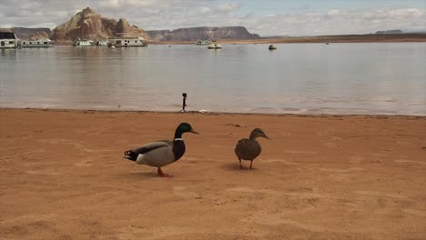 Patos-En-El-Lago-Powell