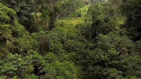 Aerial-drone-view-flying-backwards-through-trees,-in-african-rainforest,-on-a-cloudy-day,-in-Nanga-Eboko-Forest,-Haute-Sanaga,-Southern-Cameroon