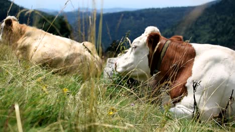 Vacas-Descansando-Y-Relajándose-Bajo-El-Sol-De-Las-Montañas-Italianas-En-Bosco-Chiesanuova