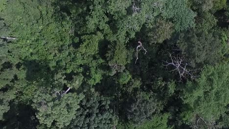 Imágenes-De-Drones-Desde-Lo-Alto-Mientras-Se-Desplaza-Lentamente-Sobre-Los-árboles