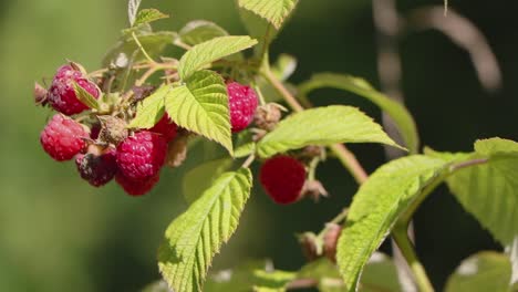 Ripe-raspberries-hanging-from-their-branch