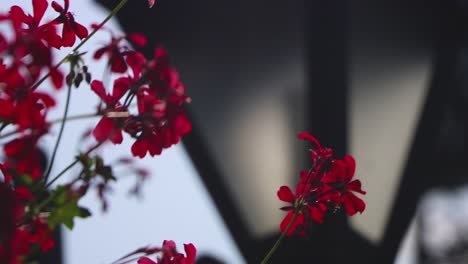 Focus-on-red-flowers-in-front-of-street-lamp