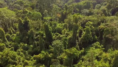 Aerial-drone-view-flying-deep-in-the-forest,-African-rainforest,-on-a-sunny-day,-in-Nanga-Eboko-Jungle,-Haute-Sanaga,-Southern-Cameroon