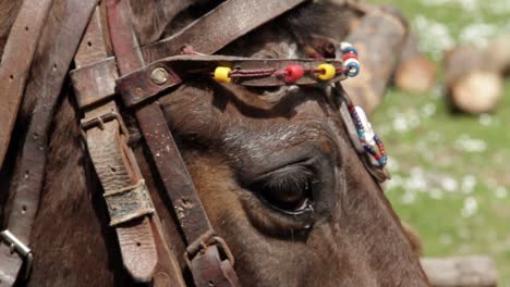 Close-up-of-a-horse-blinking-while-wearing-traditional-ornaments-from-the-island-of-Samos,-Greece