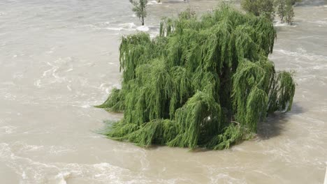 Der-Hohe-Weidenbaum-Wird-Vom-Trüben-Hochwasser-Des-Schnellen-Vaal-Flusses-überschwemmt