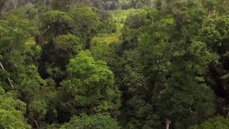 Aerial-drone-view-through-trees,-in-african-rainforest,-on-a-cloudy-day,-in-Nanga-Eboko-Forest,-Haute-Sanaga,-Southern-Cameroon