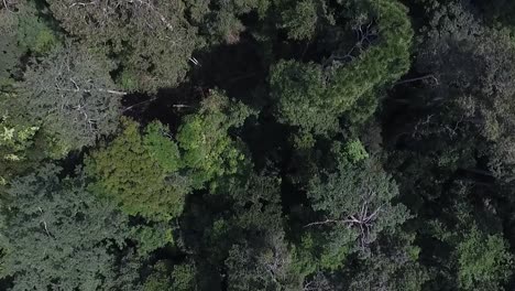 Drohnenaufnahmen-Von-Hoch-Oben,-Während-Sie-Langsam-über-Die-Bäume-Schwenken