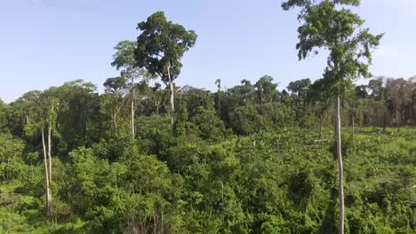 Aerial-view-of-lush-green-forest-in-Kribi,-Cameroon,-west-Africa