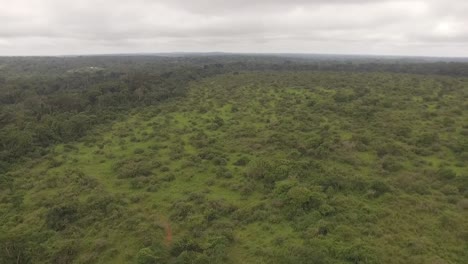 Flying-high-over-the-forest-Nanga,-a-large-amount-of-trees-are-visible-from-high-up