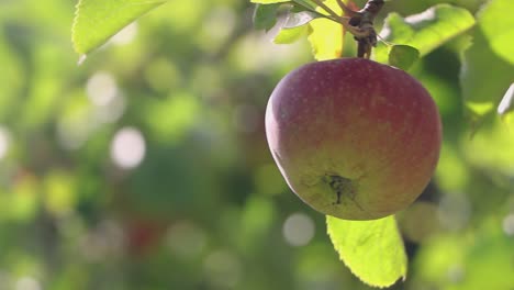 Reife-Gartenäpfel,-Die-Am-Ast-Hängen