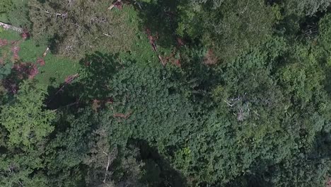 Drone-footage-from-high-above-as-it-slowly-pans-over-the-trees
