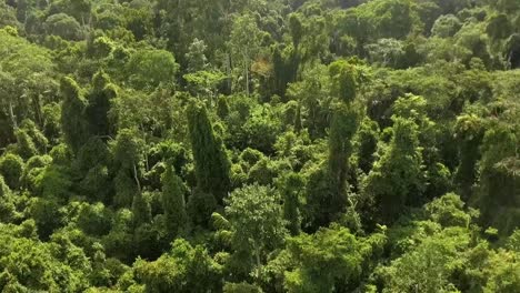 Aerial-drone-view-through-the-forest,-passing-by-huge-rainforest-trees,-on-a-cloudy-day,-in-Nanga-Eboko,-Haute-Sanaga,-Southern-Cameroon