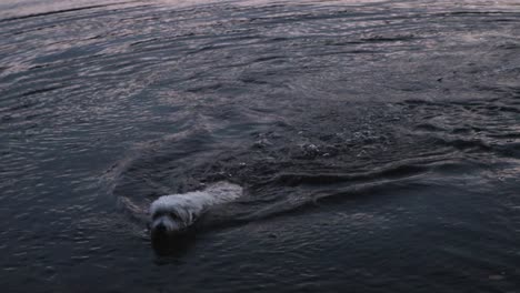 Weißer-Mischlingshund-Schwimmt-Bei-Sonnenuntergang-Für-Seinen-Stock-Im-Wasser