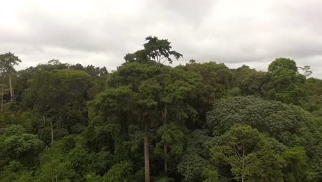 Aerial-descending-drone-of-green-rainforest-trees,-on-a-cloudy-day,-in-Nanga-Eboko-Jungle,-in-Haute-Sanaga,-Southern-Cameroon