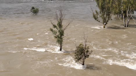 El-Agua-Fangosa-De-La-Inundación-Sumerge-Los-árboles-Mientras-El-Río-Rápido-Desborda-Sus-Orillas