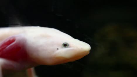 Close-up-of-an-axolotl-swimming-in-a-dark-clear-water