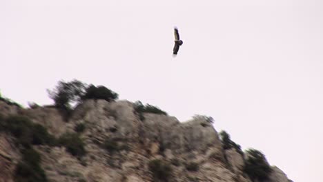 águila-Volando-En-Busca-De-Presas-En-Rocky-Gorge-En-Grecia