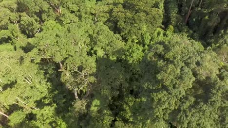 Aerial-view-of-lush-green-forest-in-Kribi-in-Cameroon,-west-Africa