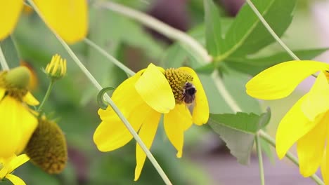 Gemeine-Biene,-Die-Pollen-Von-Gelben-Gartenblumen-Sammelt