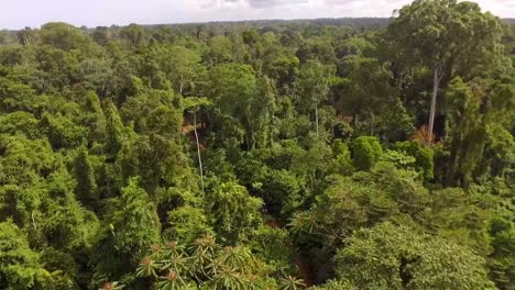 Aerial-drone-view-flying-deep-in-the-forest,-through-trees-and-plants,-in-the-african-rainforest,-on-a-sunny-day,-in-Nanga-Eboko-Jungle,-Haute-Sanaga,-Southern-Cameroon