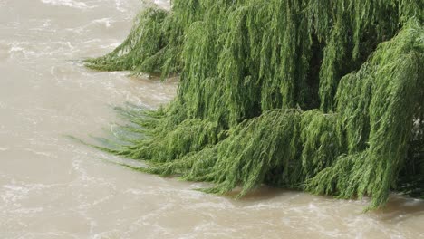 Willow-tree-branches-sway-in-fast-current-of-flooding-muddy-river