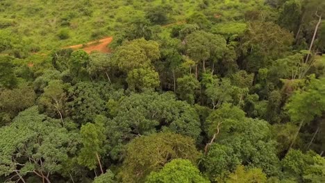 Aerial-drone-view-down-towards-green-jungle-trees,-in-a-african-rainforest,-on-a-cloudy-day,-in-Nanga-Eboko-forest,-Haute-Sanaga,-Southern-Cameroon