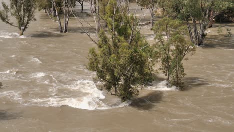 Durante-El-Evento-De-Inundación-De-Primavera,-El-Agua-Fangosa-Profunda-Inunda-Los-árboles-A-Lo-Largo-De-La-Costa