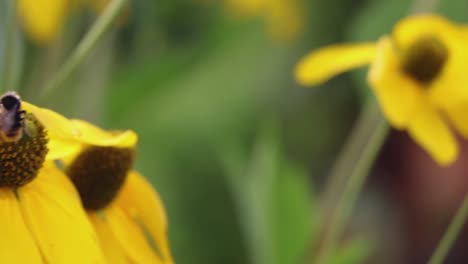 Bee-blowing-in-the-wind-while-gathering-pollen-from-a-yellow-garden-flower