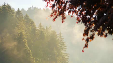 Wald-Im-Sommer-Während-Der-Goldenen-Stunde-Mit-Sonnenstrahlen-Und-Nebliger-Atmosphäre