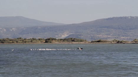 A-flamingo-landing-on-a-lake-with-more-flamingos-in-Greece