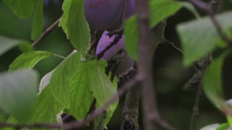 Purple-plums-hanging-from-their-tree-branch