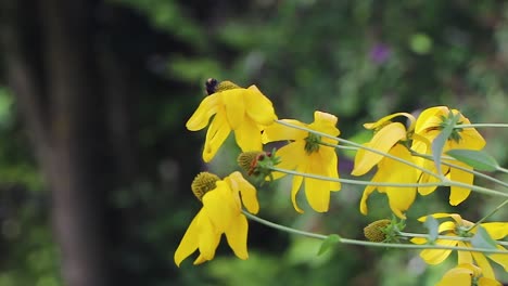 Bee-gathering-pollen-from-yellow-garden-flowers
