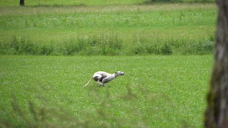 Dog-Running-across-a-Field-in-Slowmotion