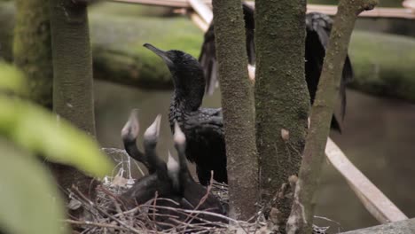 Schwarzer-Kormoranvogel-Füttert-Seine-Küken-Im-Nest